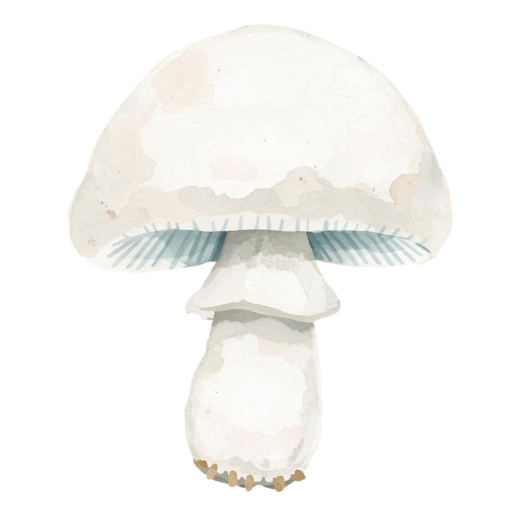 【商用利用OK】🍄 秋の森ときのこ 水彩クリップアート12点|可愛いマッシュルーム PNG Watercolor Mushroom Clipart Set