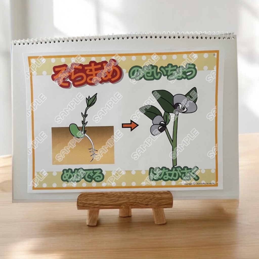 食育 食育 そら豆の話し 春 新年度