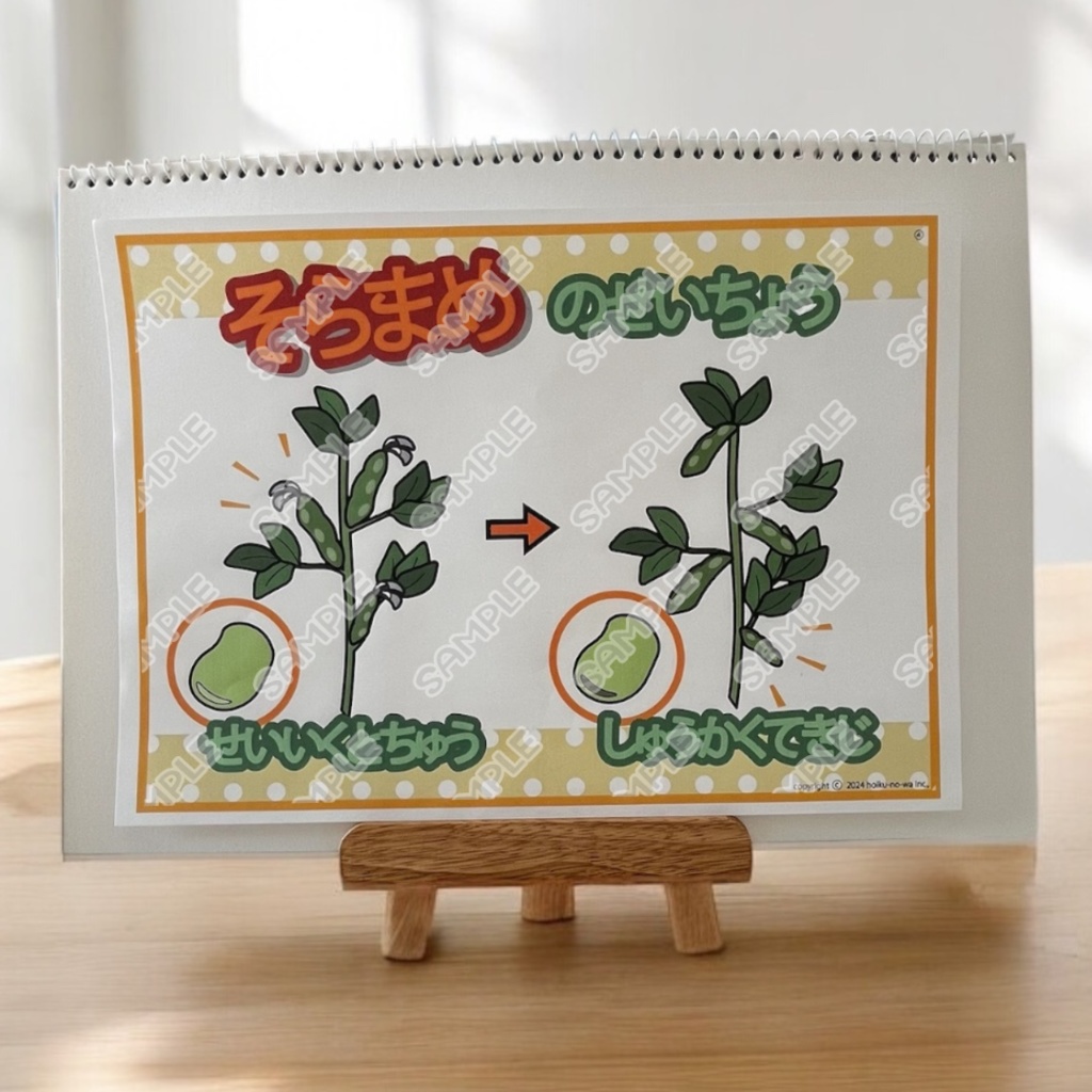 食育 食育 そら豆の話し 春 新年度