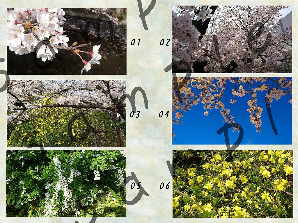 【写真素材】花:春から夏へ【vol.01】