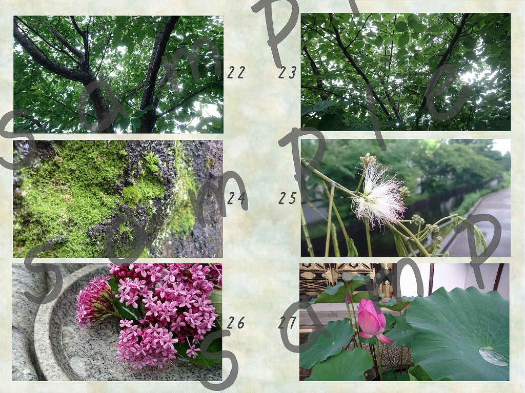 【写真素材】花:春から夏へ【vol.01】