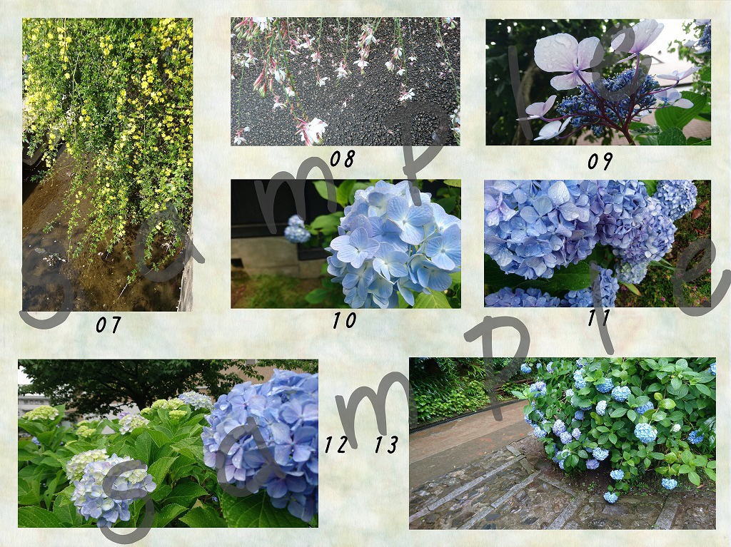 【写真素材】花:春から夏へ【vol.01】