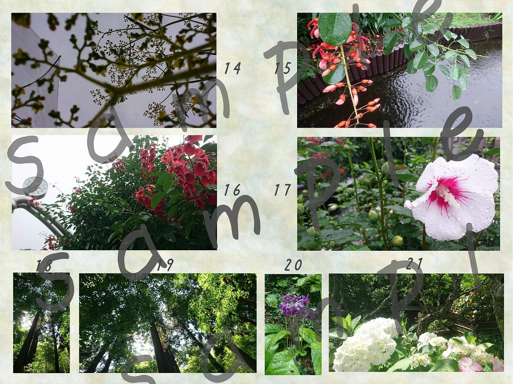 【写真素材】花:春から夏へ【vol.01】