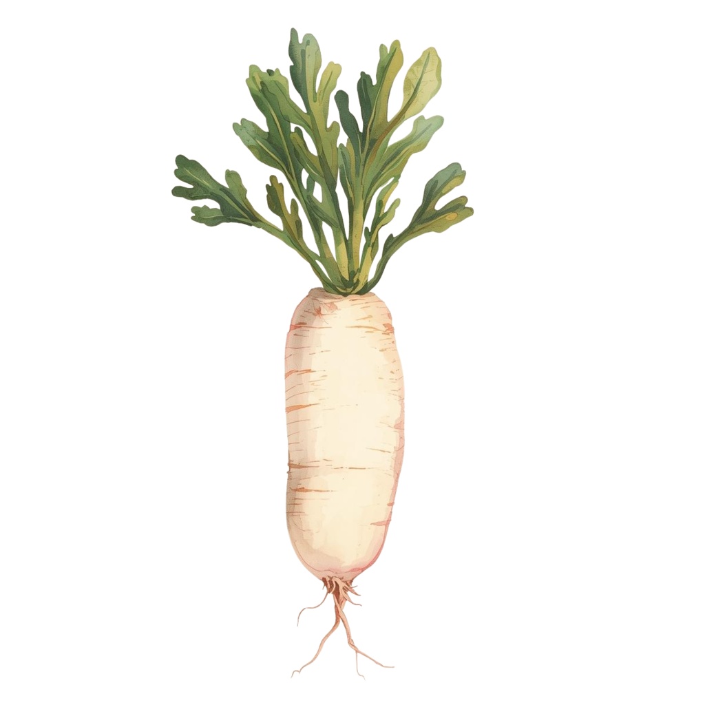 水彩画風アンティークなかわいい野菜シリーズクリップアート (PNG形式)