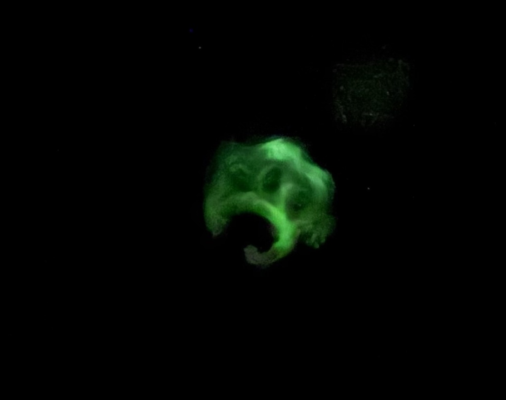 ケツが光るサロペット(肉球)