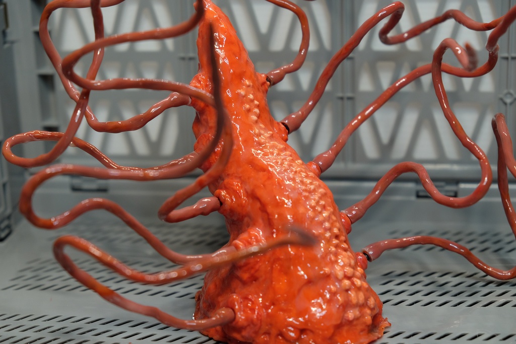 【触手生物】コルヌコピア(触手別売り)