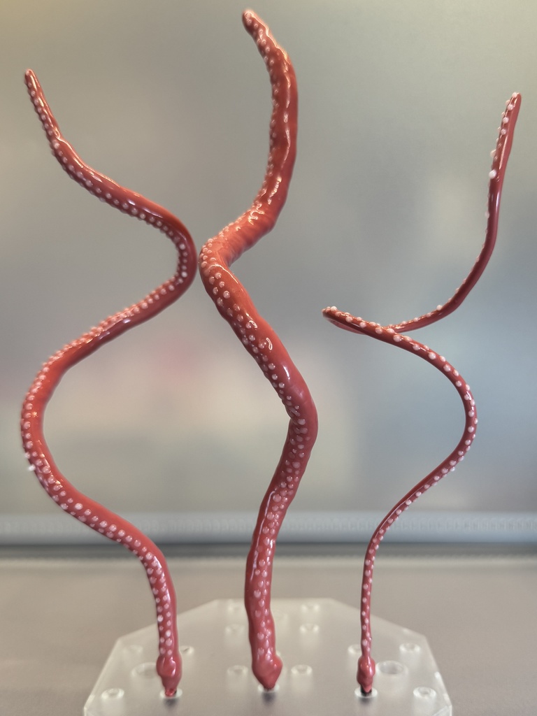 つぶつぶ触手【ピンク】