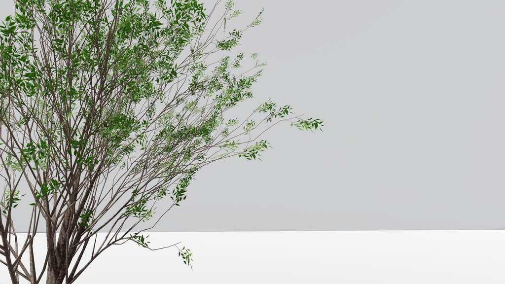 ケヤキの3Dモデル Zelkova serrata