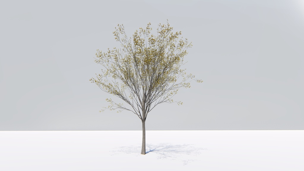 ケヤキの3Dモデル Zelkova serrata