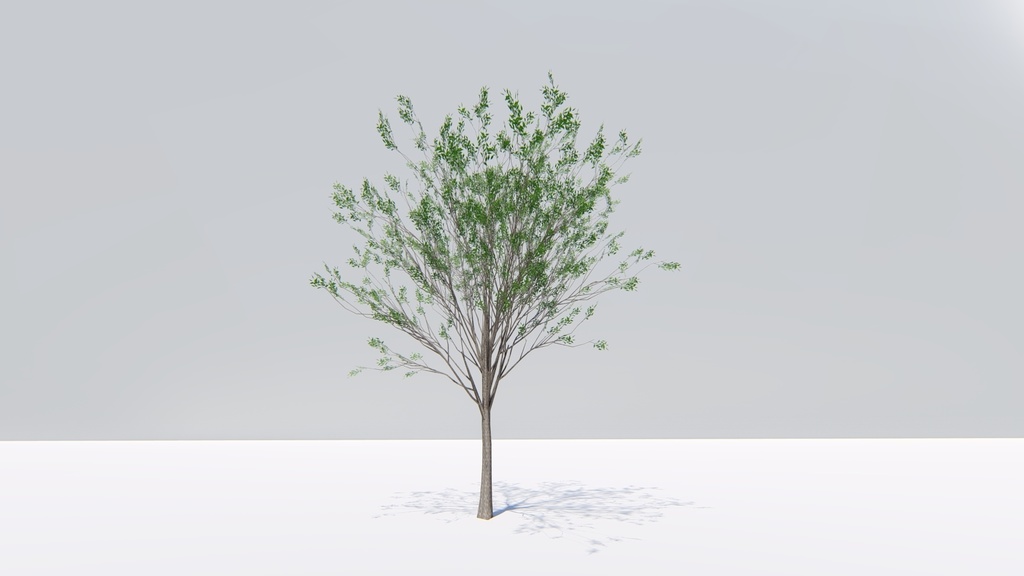 ケヤキの3Dモデル Zelkova serrata