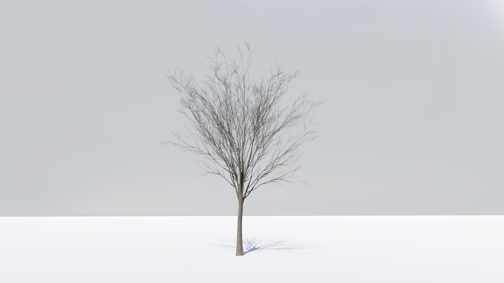 ケヤキの3Dモデル Zelkova serrata