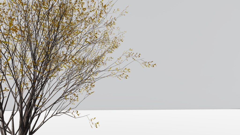 ケヤキの3Dモデル Zelkova serrata