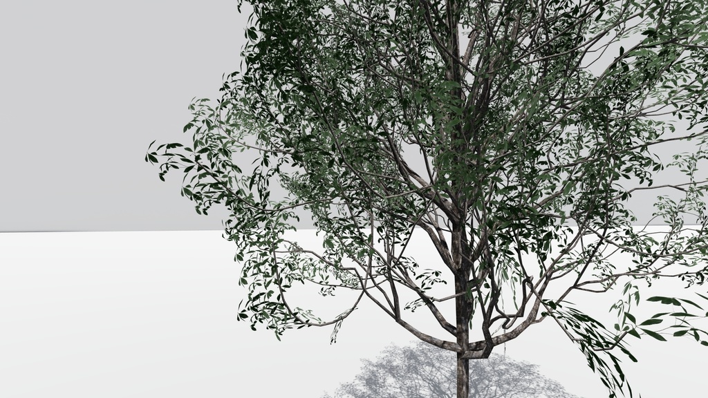 カゴノキ Litsea coreana