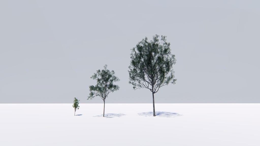 カゴノキ Litsea coreana