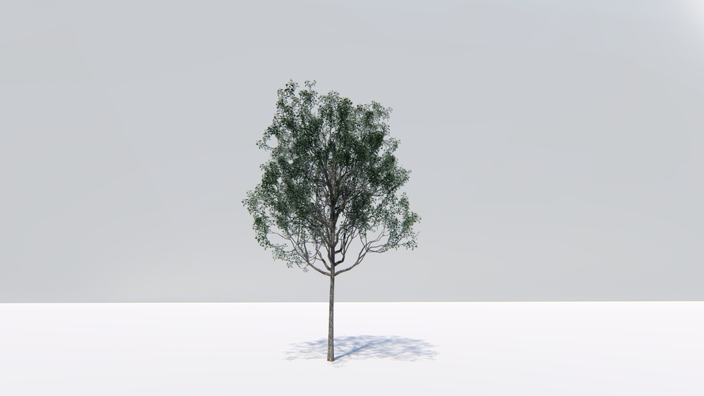 カゴノキ Litsea coreana