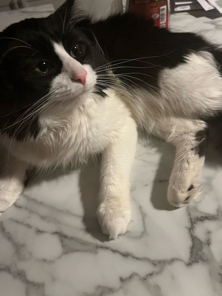 🐈♥LucasTattooPack/ルーカス タトゥー パック🐈♥