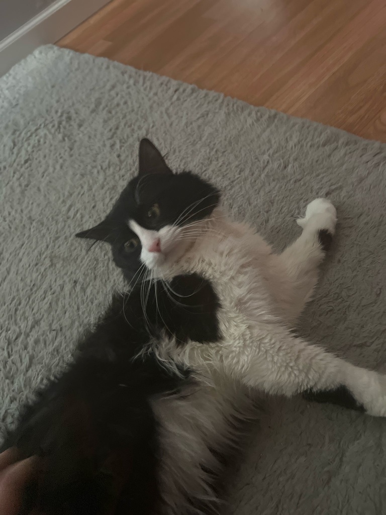 🐈♥LucasTattooPack/ルーカス タトゥー パック🐈♥