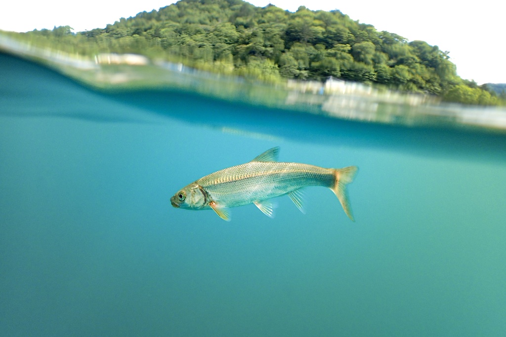 中禅寺湖のウグイ