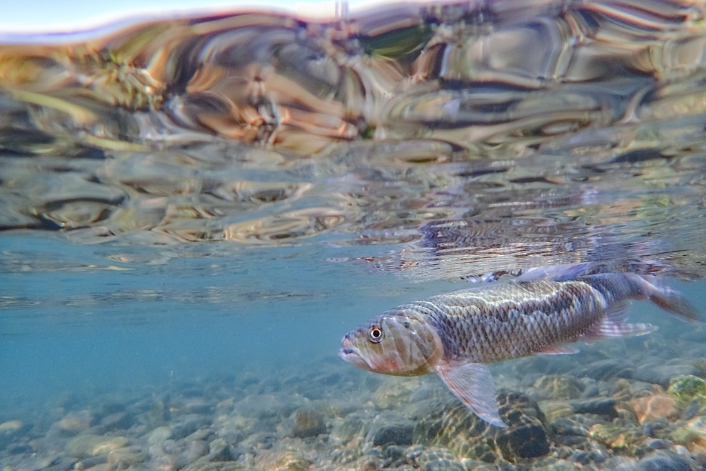 琵琶湖 晩夏のケタバス