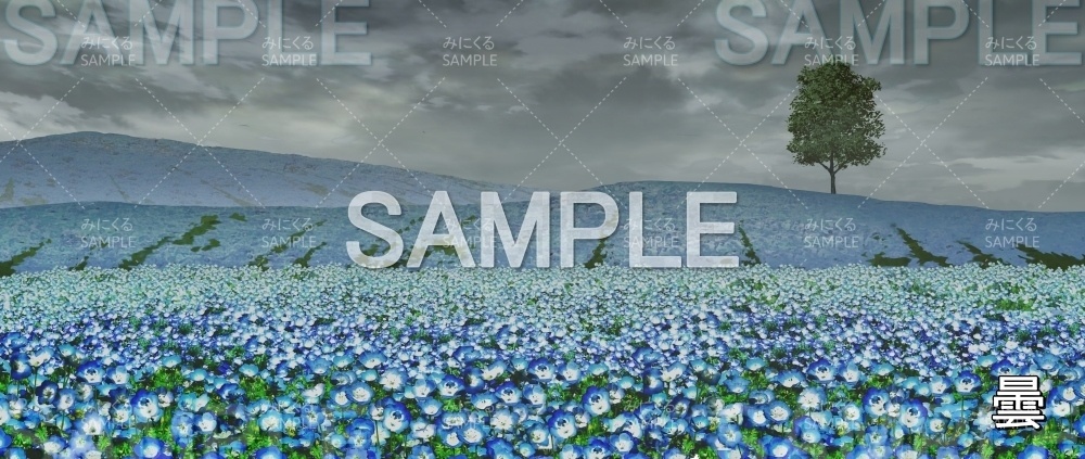 【背景素材】ネモフィラ畑 (自然春編part05-flower_nemo01_L)