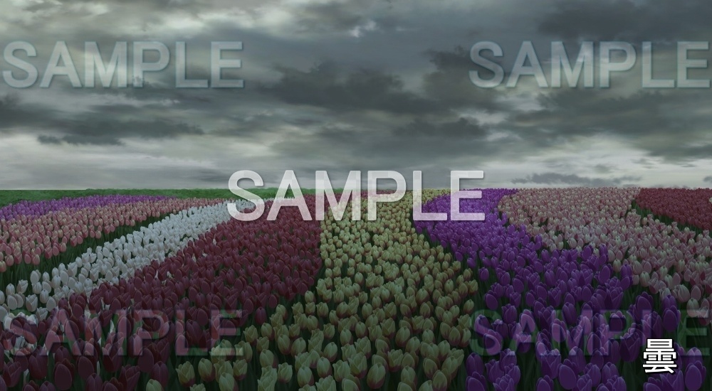 【背景素材】チューリップ畑 (自然春編part05-flower_tulip01)