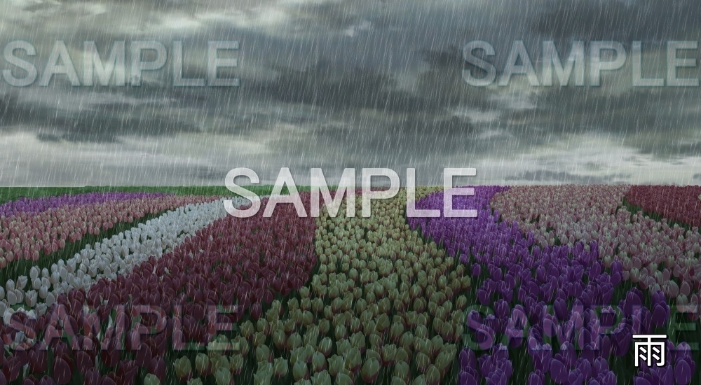 【背景素材】チューリップ畑 (自然春編part05-flower_tulip01)