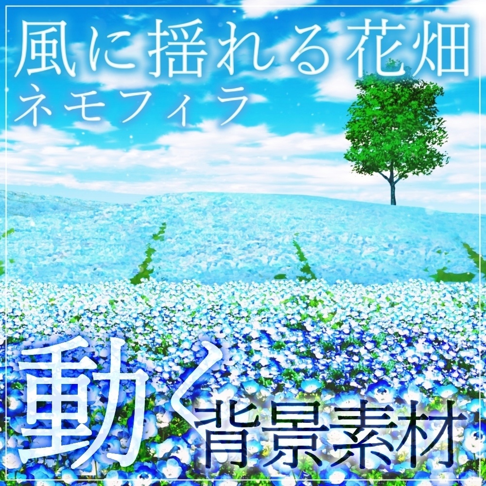 【動く背景素材】風に揺れるネモフィラ畑 (自然春編05_flower nemo01)