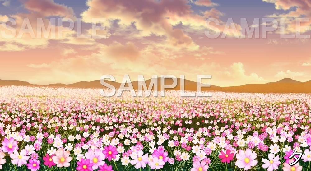 【背景素材】コスモス畑 (自然&秋編part07-autumn_cosmos)