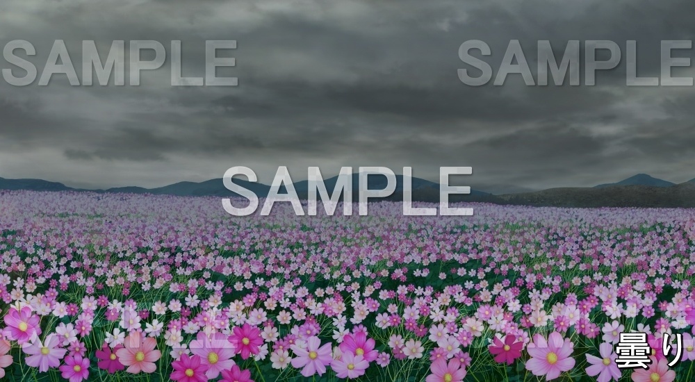 【背景素材】コスモス畑 (自然&秋編part07-autumn_cosmos)