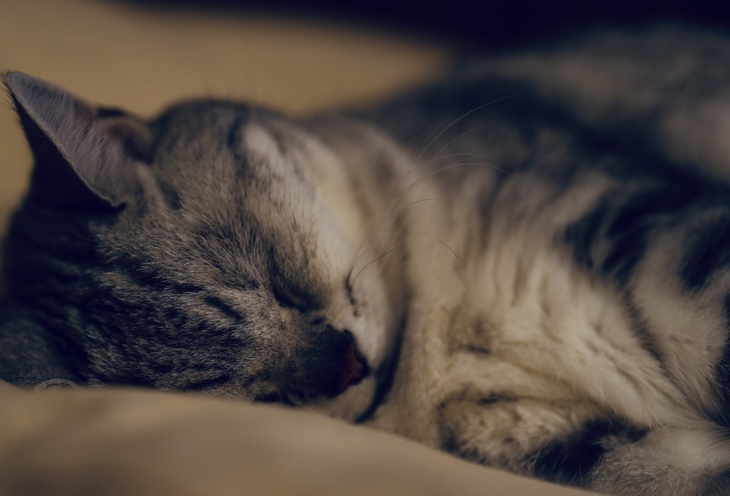 眠れる猫の
