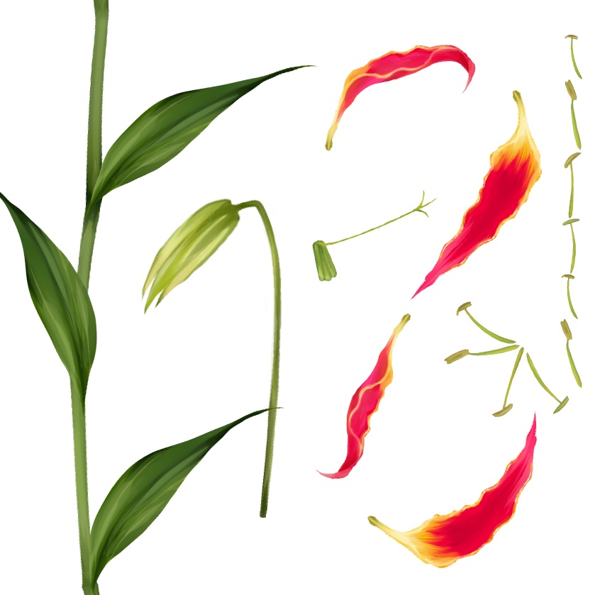 【無料】clip studio用/10分で描けるグロリオサ