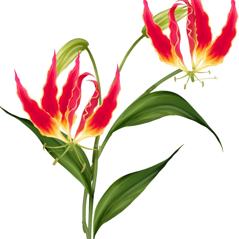 【無料】clip studio用／10分で描けるグロリオサ