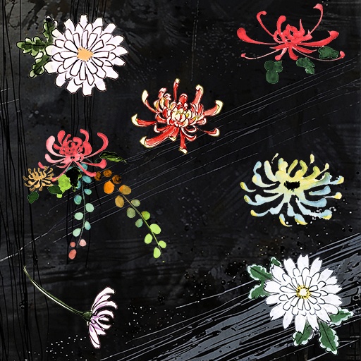 菊(商用利用OK)/chrysanthemum (Commercial Use OK)