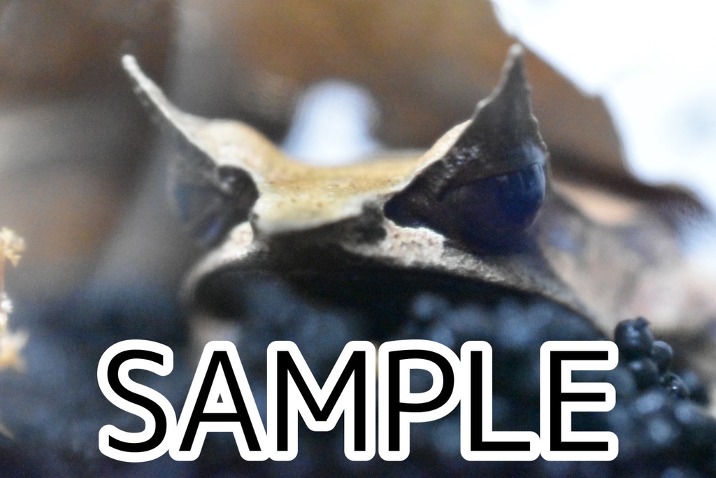 ミツヅノコノハガエル