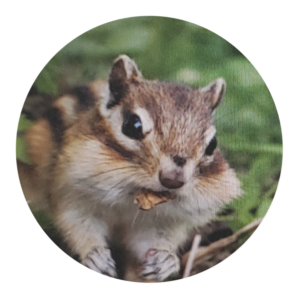 こんにちはエゾシマリス0816