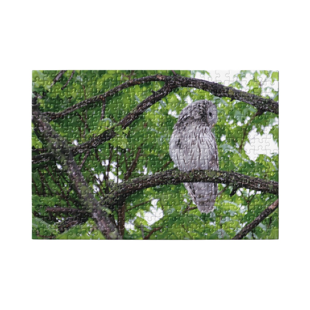 北海道サロベツで暮らすエゾフクロウ