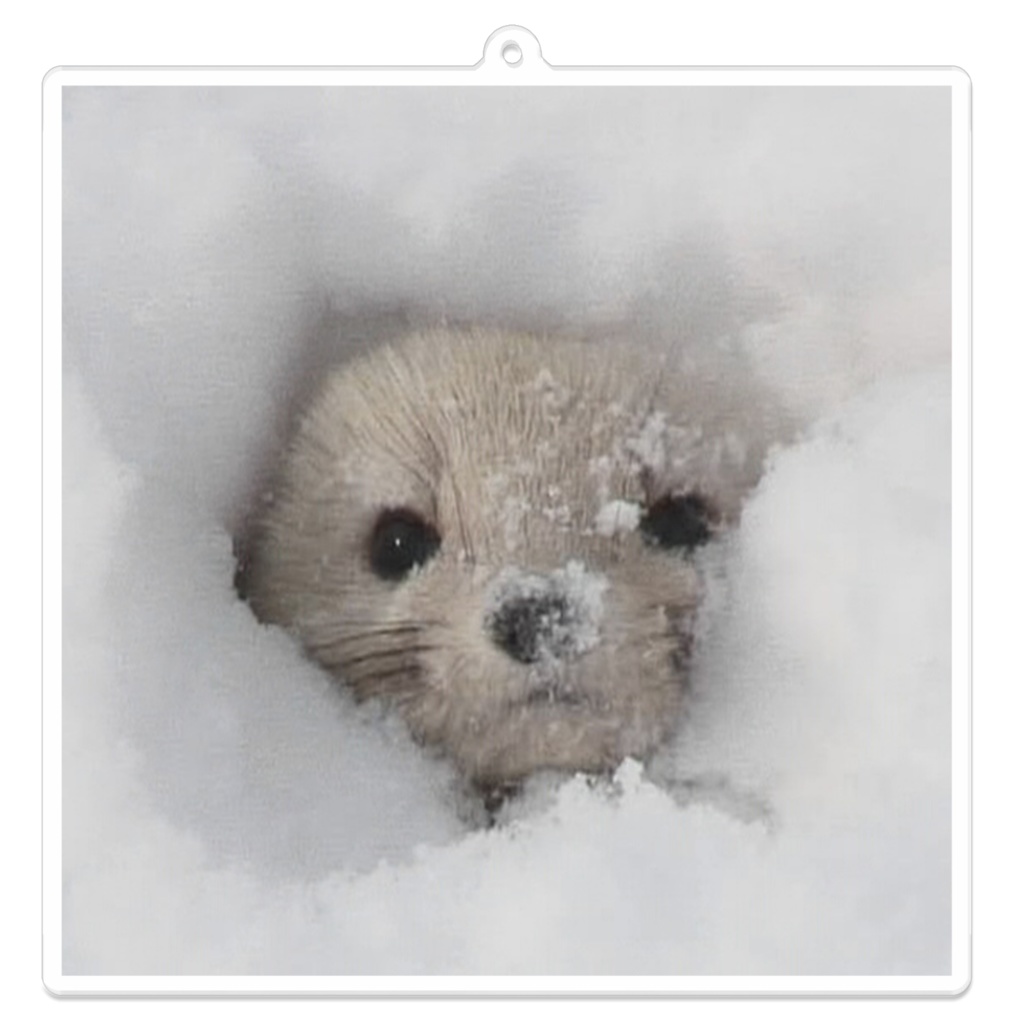 雪の中から(✿✪‿✪。)ノコンチャ♡