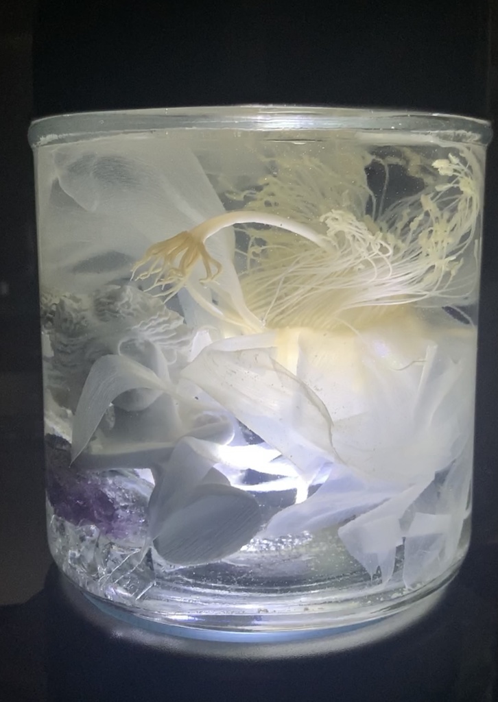 No.8:月下美人標本