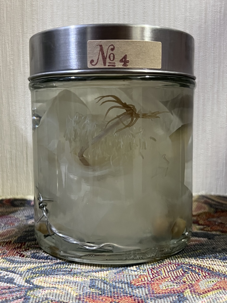 No.4:月下美人標本