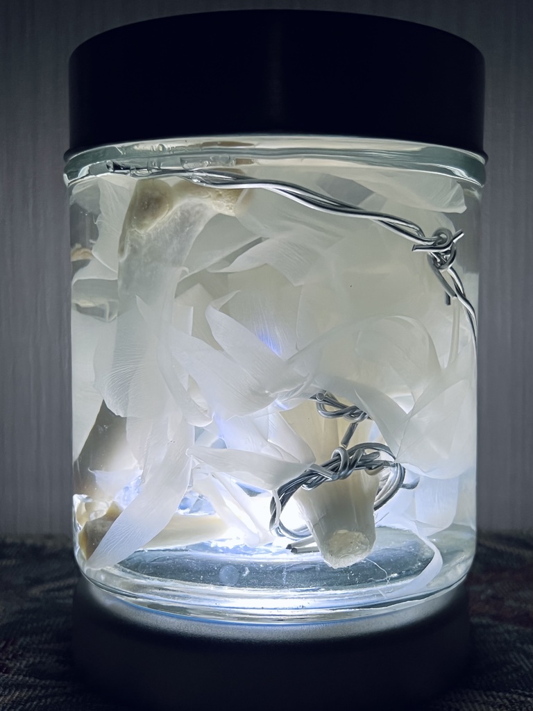 No.4:月下美人標本