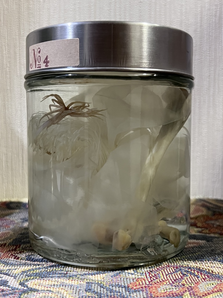 No.4:月下美人標本