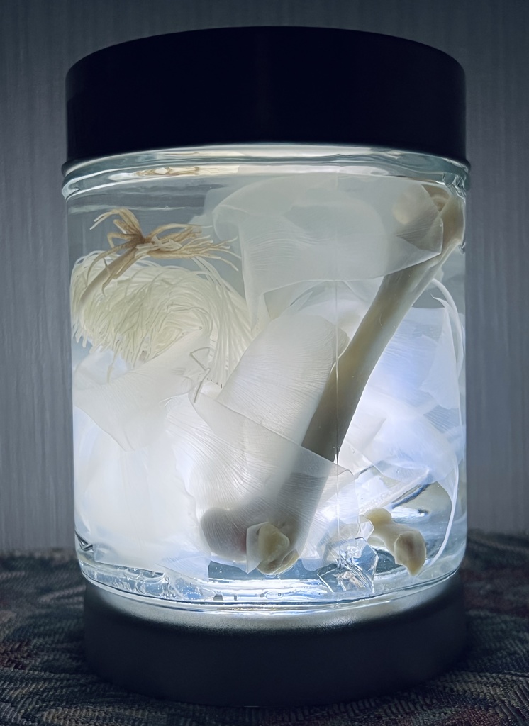 No.4:月下美人標本