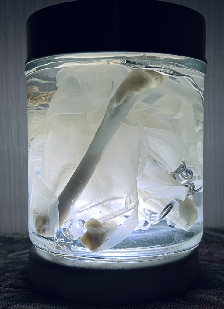 No.4:月下美人標本