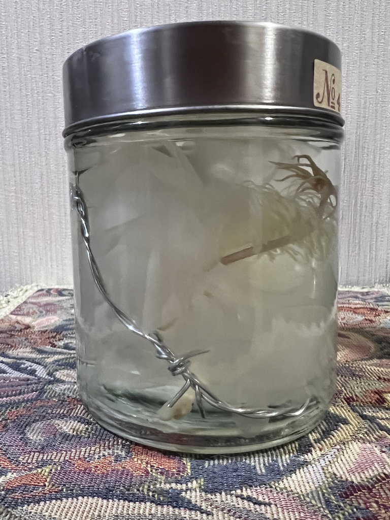 No.4:月下美人標本