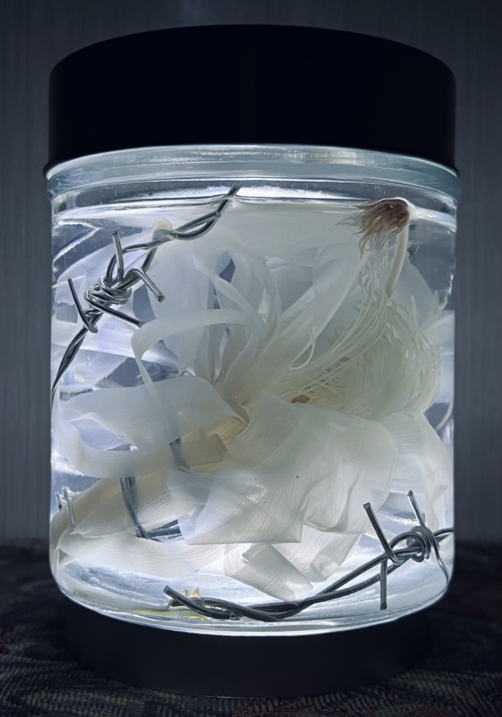 No.5:月下美人標本