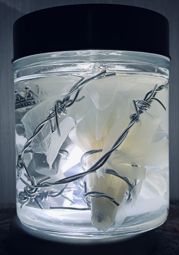 No.5:月下美人標本