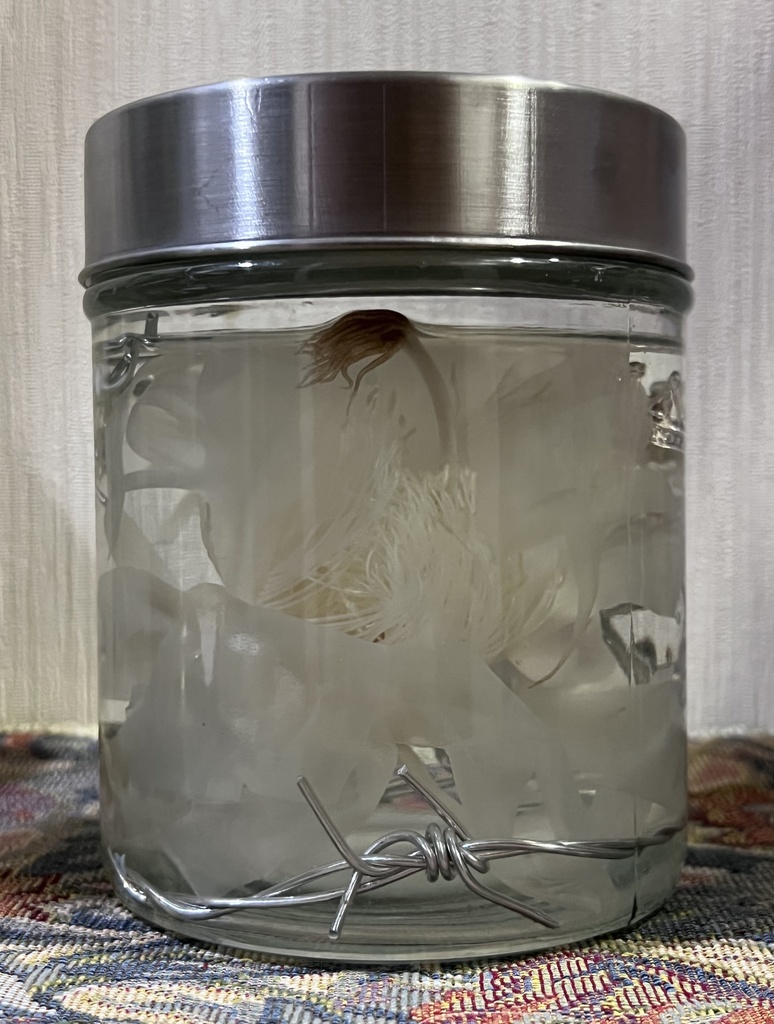 No.5:月下美人標本