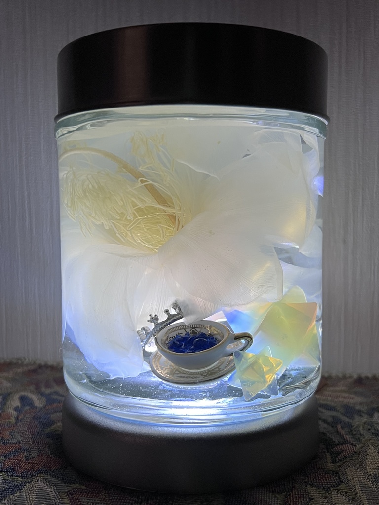 No.6:月下美人標本