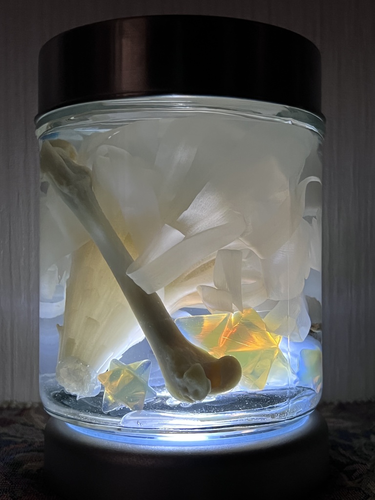 No.6:月下美人標本