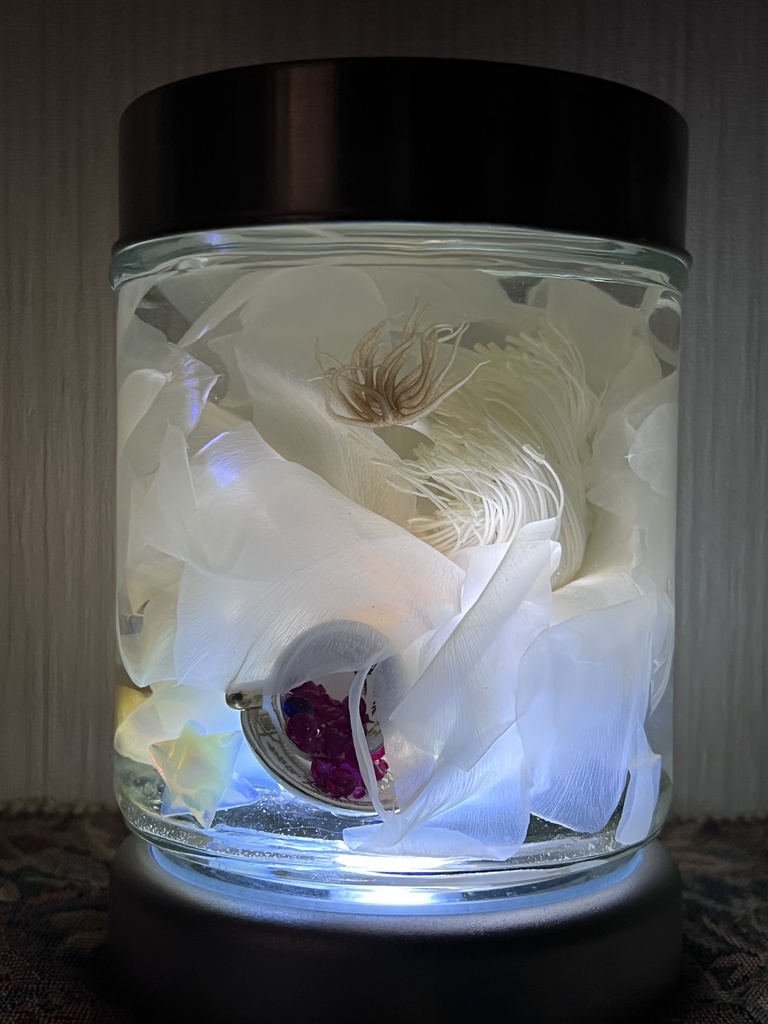 No.6:月下美人標本